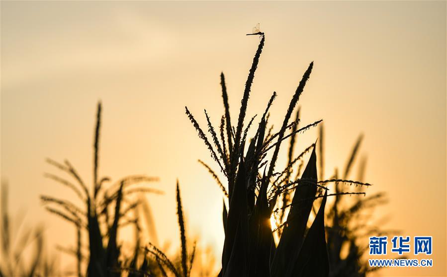 必赢亚赢网站官网